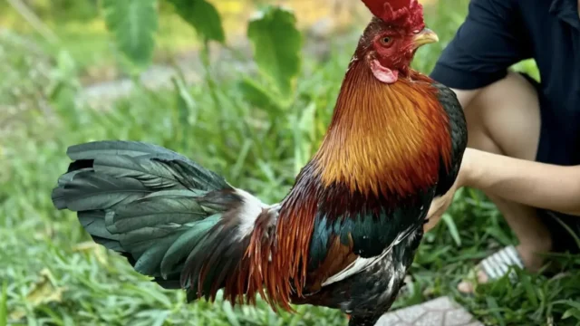 Lịch Cho Ăn Và Pha Chế Thức Ăn Cho Gà Đá Hàng Ngày