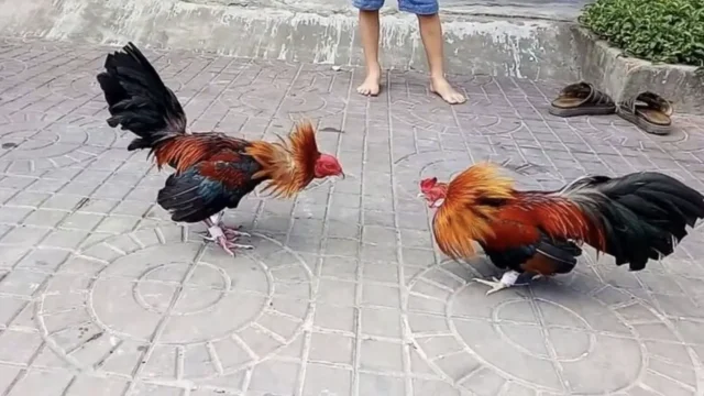 Gà Tre – Dòng Gà Chọi Nhỏ Nhưng Tinh Nghịch Trong Văn Hóa Đá Gà Việt