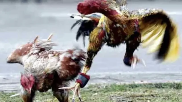 Chăm sóc gà thay lông mùa thu: Bí quyết tăng sức đề kháng và năng suất