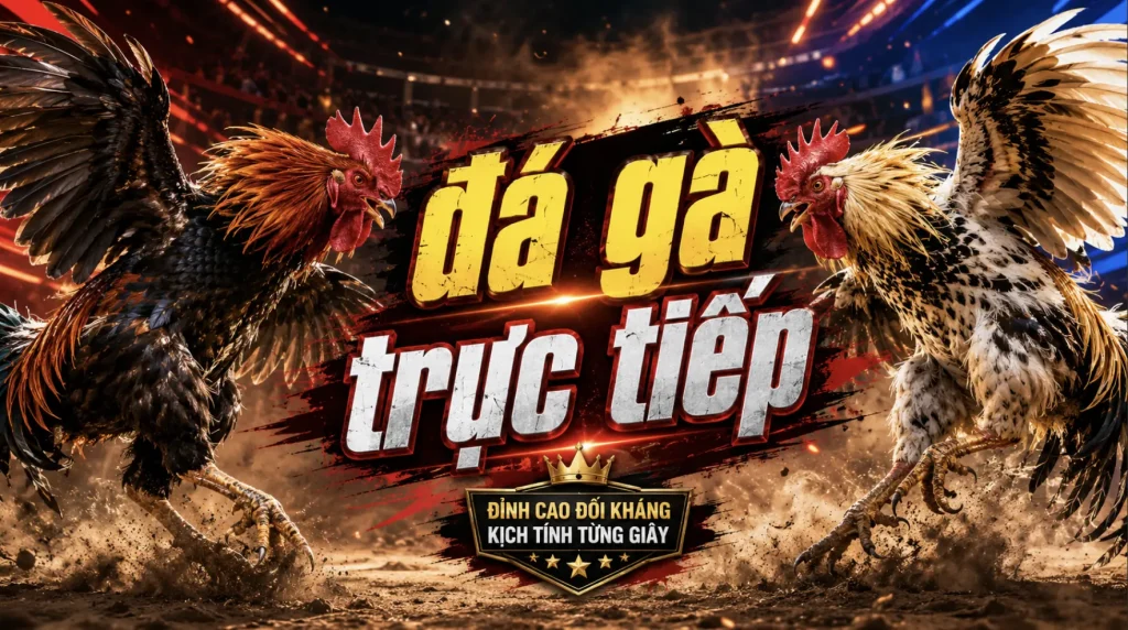 xem đá gà trực tiếp Thomo hôm nay